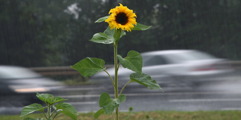 Eine Sonnenblume an einer Straße