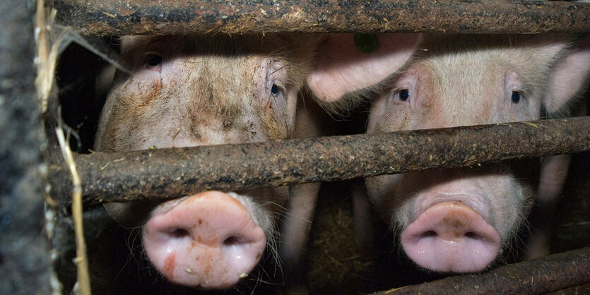 Zwei Schweine in einem Stall