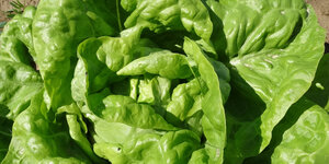 grüner Salatkopf