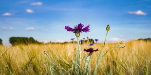 Kornblume am Feldrand