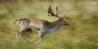 Ein Hirschbulle rennt auf einer Wiese