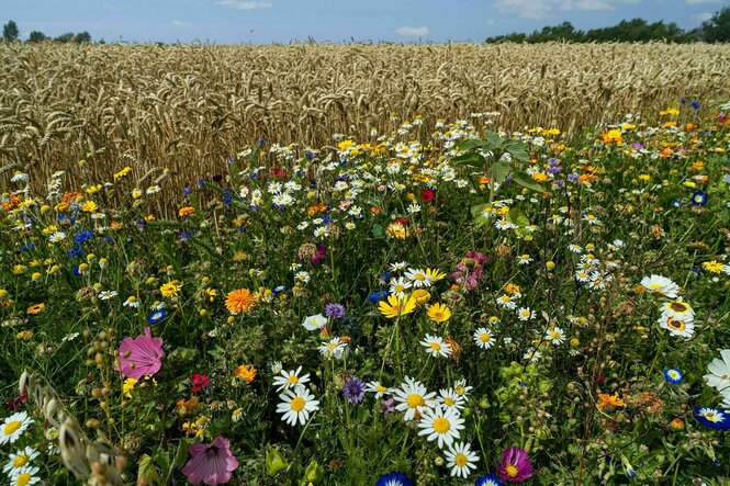 Bunte, blühende Wildblumen an einem Weizenfeld