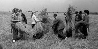 Menschen auf einem Feld bei der Ernte