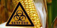 Ein Schild mit der Aufschrift «Genfood», aufgenommen vor einem gentechnisch veränderten Maiskolben auf einem Feld.