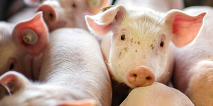 Ferkel stehen in einer Box in einer Schweinezuchtanlage