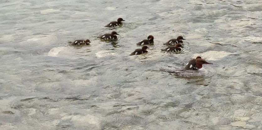 Eine Lappentaucherente mit Küken im Wasser