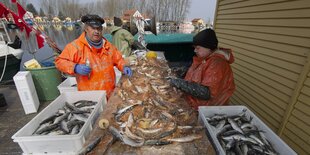 Zwei Menschen sortieren Fische