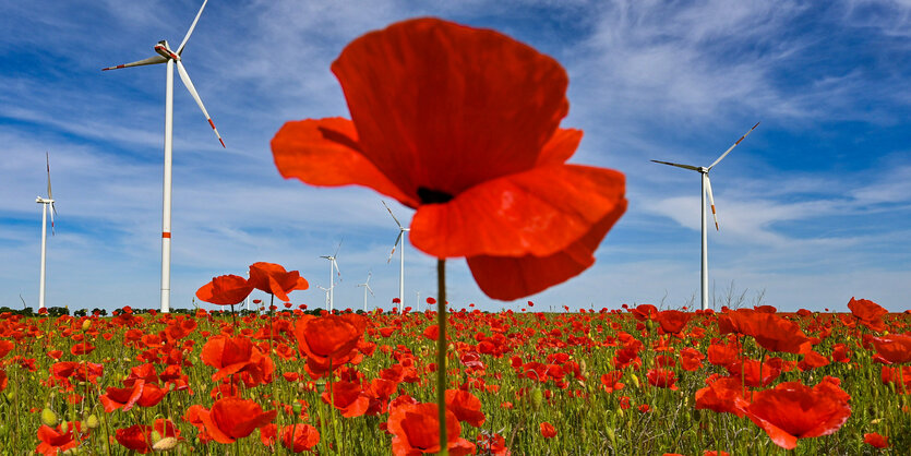 Leuchtend rot blühen Klatschmohnblumen auf einem Feld am Rande eines Windenergieparks