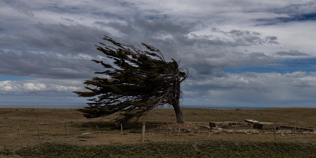 Ein Baum beugt sich dem Wind in einer Richtung