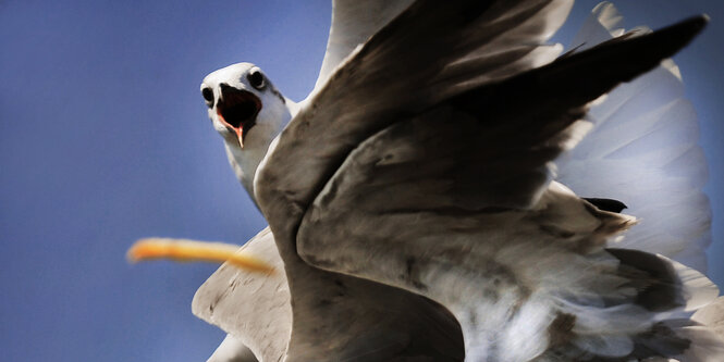 Möwe mit aufgerissenem Schnabel im Anflug