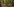 Wald im Sommer