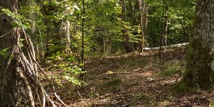 Wald im Sommer