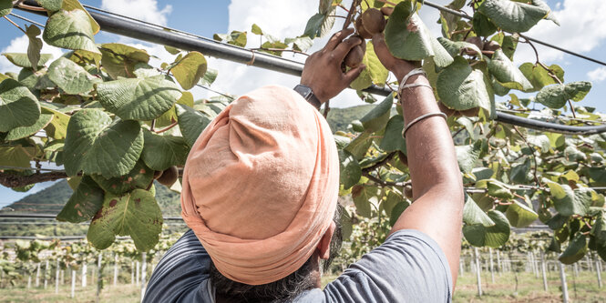 Ein Mann mit gelben Turban erntete Kiwis