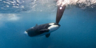 Aufnahme von unter der Wasseroberfläche nach oben. Ein Orca schwimmt von links in die Bildmitte und rammt mit der Schauze ein Ruder von einem Schiff.