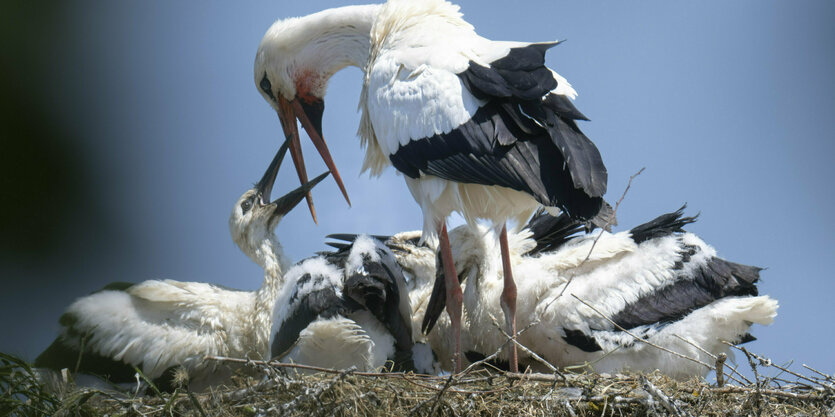 Ein Weißstorch füttert seine Küken in einem Nest