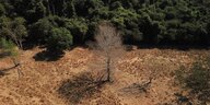Ein toter Baum auf ausgedörrtem Land