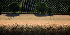 Ein Getreidefeld steht vor den Weinbergen bei Segnitz (Bayern) im Sonnenschein.