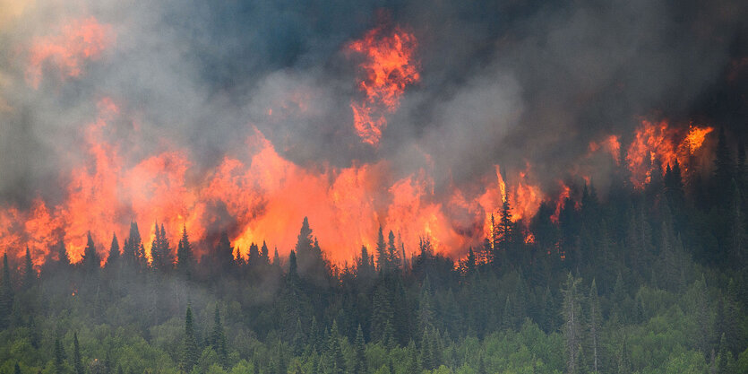 Grüne Bäume und rote Flammen