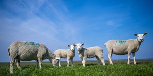 Schafe und Lämmer auf einem Deich in Ostfriesland