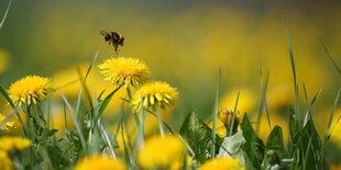 Nahaufnahme einer Hummel, die über einer Wiese voller gelber Löwenzahnblüten fliegt