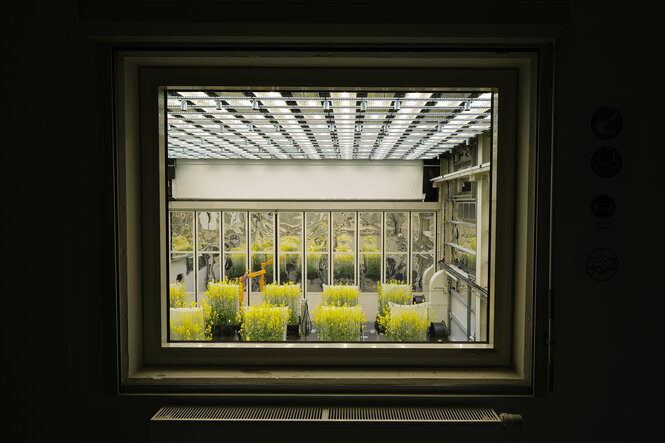 Blick durch ein Fenster in den Innenraum eines Labors, in dem Pflanzen stehen