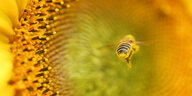 Blüte in Makroaufnahme mit Biene davor