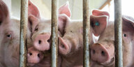 Schweine hinter Gittern