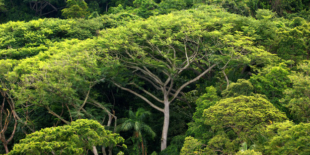 Regenwald im Bundesstaat Sao Paolo