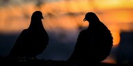 Zwei Tauben im Sonnenuntergang