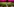 Kopfsalate im Beet