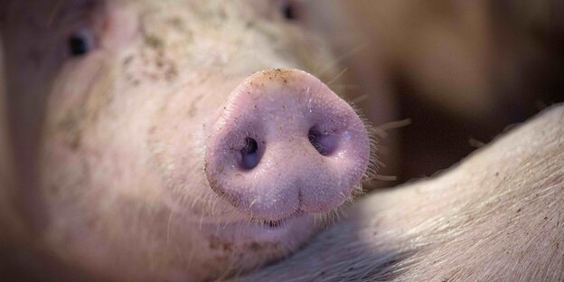 Ein Schwein schnüffelt in einem Mastbetrieb.