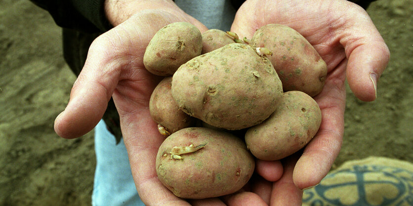 Zwei Hände voll Kartoffeln