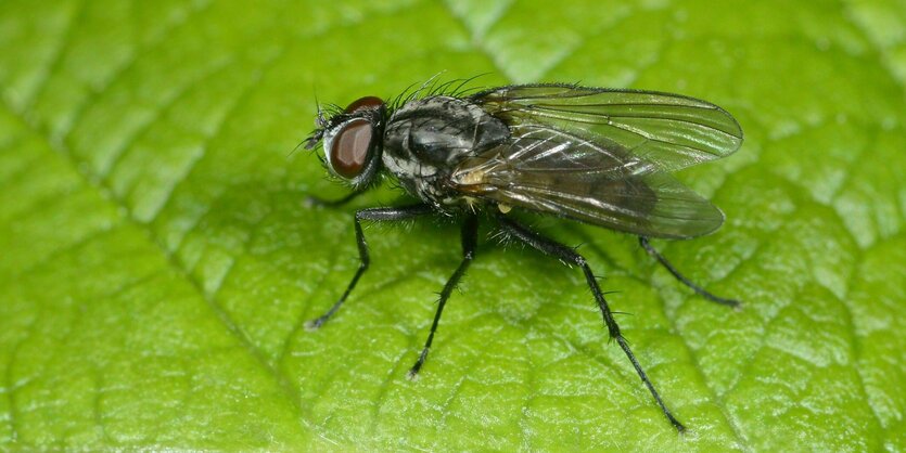 Eine Stechfliege sitzt auf einem grünem Blatt