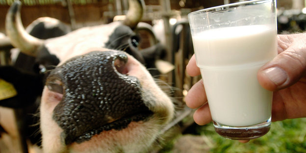 Milchglas und Kuh
