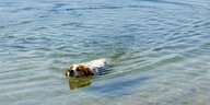 Hund im Wasser