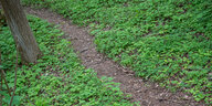Ein Stückchen Erboden in einem Park ist grün bewachsen, mitten durch geht ein Trampelpfad