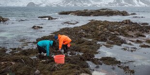 Zwei Menschen in Kaltwetterkleidung ernten am Meeresstrand Algen. Im Hintergrund sind Berge im Nebel zu sehen.