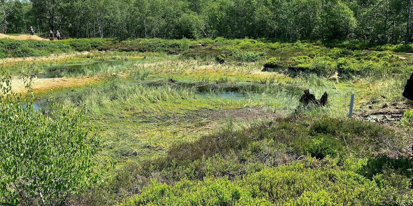 Blick auf eine grüne Moorlandschaft, die von Büschen gesäumt ist