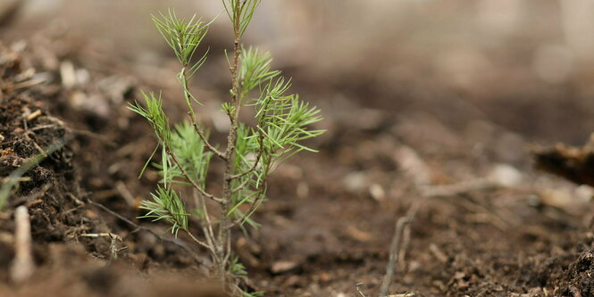 Eine junge Lärche wächst ganz allein auf dem Waldboden