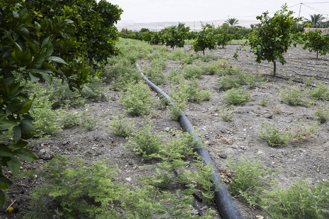 Ein Wasserschlauch liegt auf einer Plantage