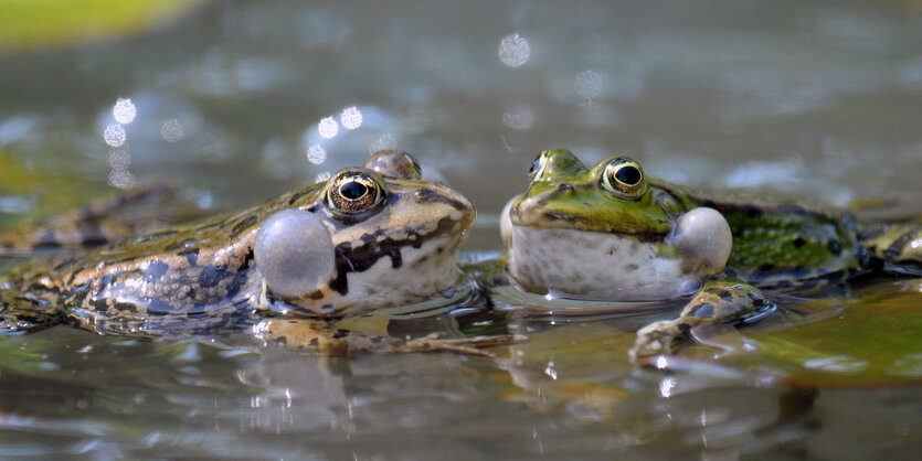 Zwei Teichfrösche (Pelophylax esculentus) versuchen sich am Montag (24.05.2010) bei strahlendem Sonnenschein in einem Teich im Luisenpark in Mannheim zu paaren.