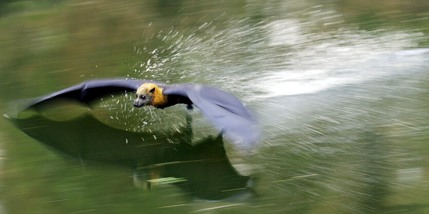 Flying Fox in Australien im Anflug