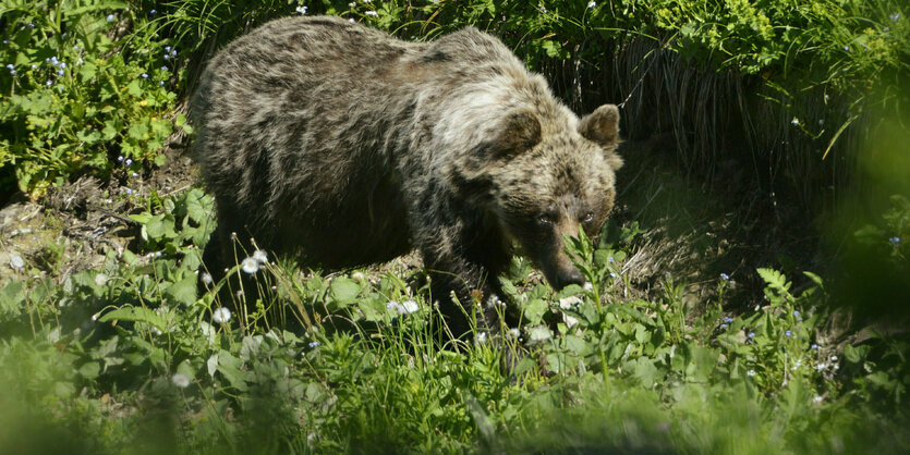 Ein Braunbär ist im Tal Zadné Me·odoly in Tatranská Javorina unterwegs.