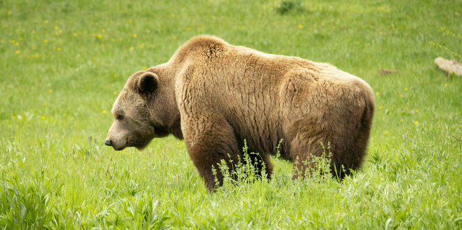 Ein Braunbär steht in einer grünen Wiese