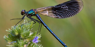 Auf einer Wiese nahe Frankfurt (Oder) sitzt eine Gebänderte Prachtlibelle (Calopteryx splendens) auf einer Blüte