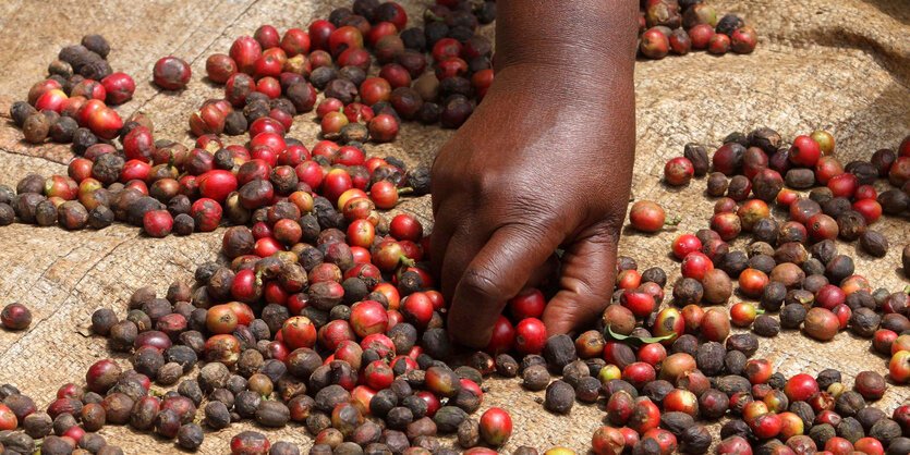 Eine Hand greift nach roten und schwarzen Kaffeebeeren