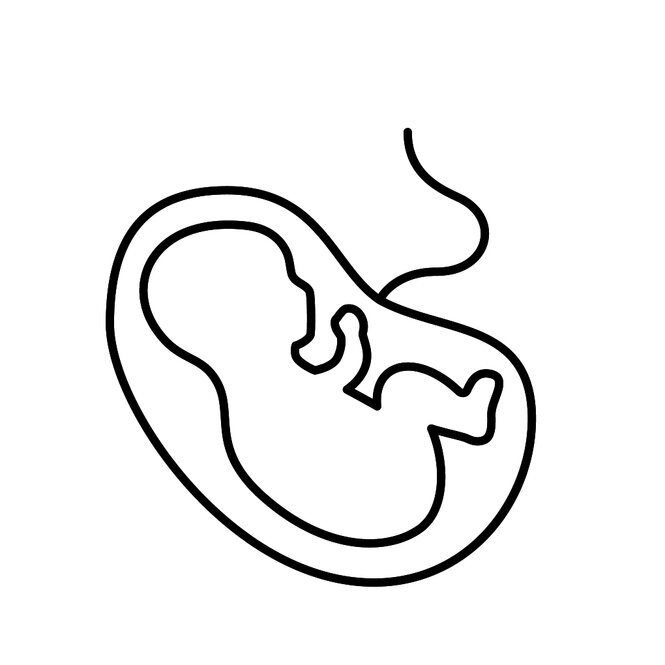 Illustration eines menschlichen Embryos in einer Gebärmutter