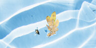 Ein vertrocknetes Eichenblatt und ein Käfer schwimmen auf blauem Poolwasser