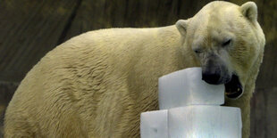 Ein Eisbär leckt offenbar an einem Eiswürfel herum