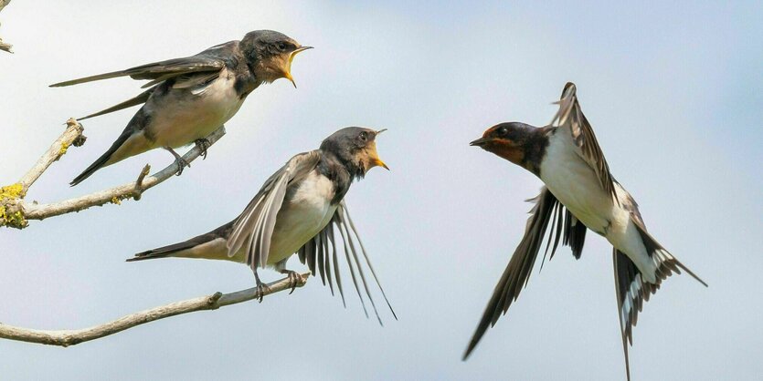 Eine Schwalbe fliegt zu zwei kleinen Schwalben, die mit geöffnetem Schnäbeln erwartungsvoll auf Ästen sitzen